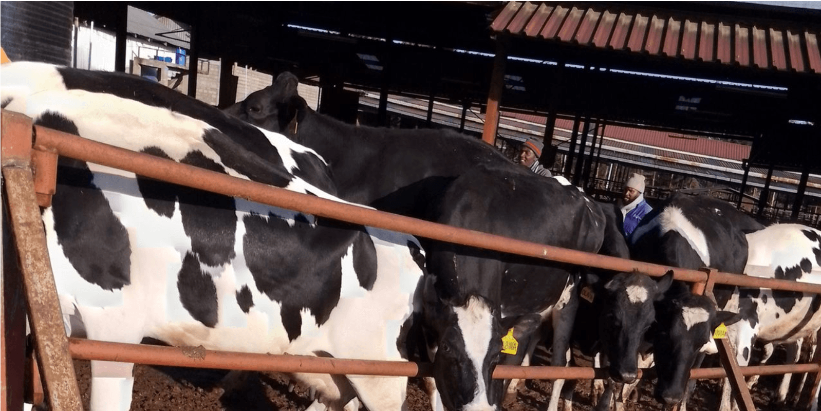 Kenya’s dairy sector puts spotlight on farmers voice and women’s economic power