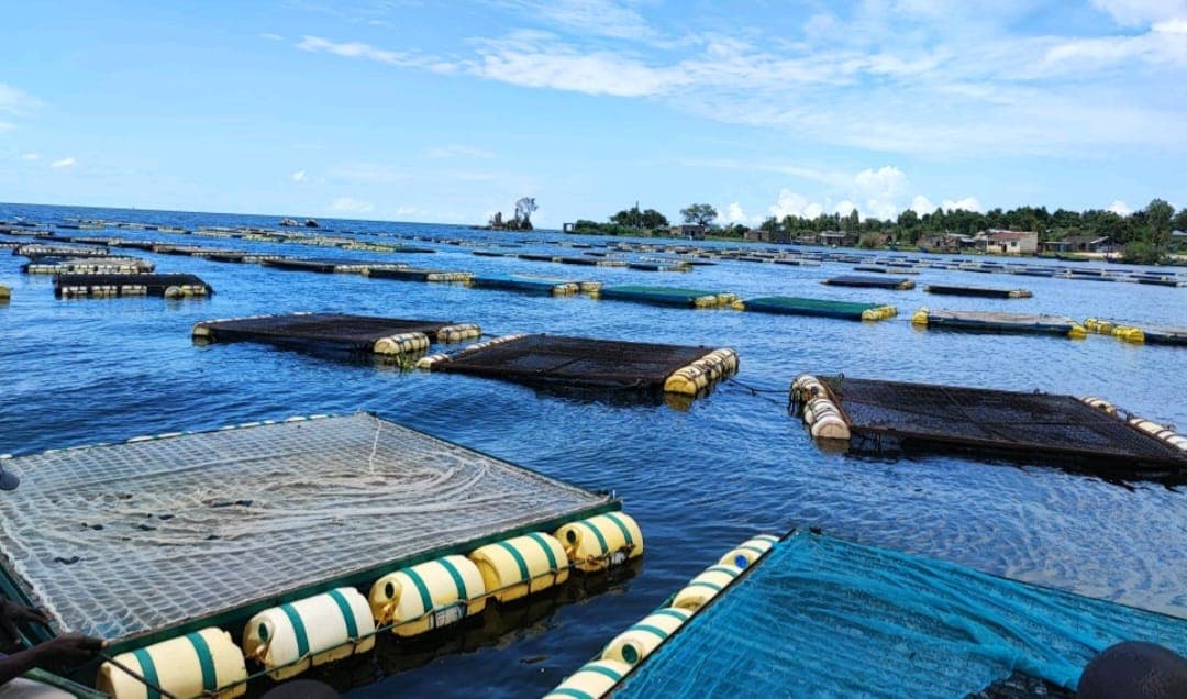 Aquaculture levy row escalates as farmers appeal ruling