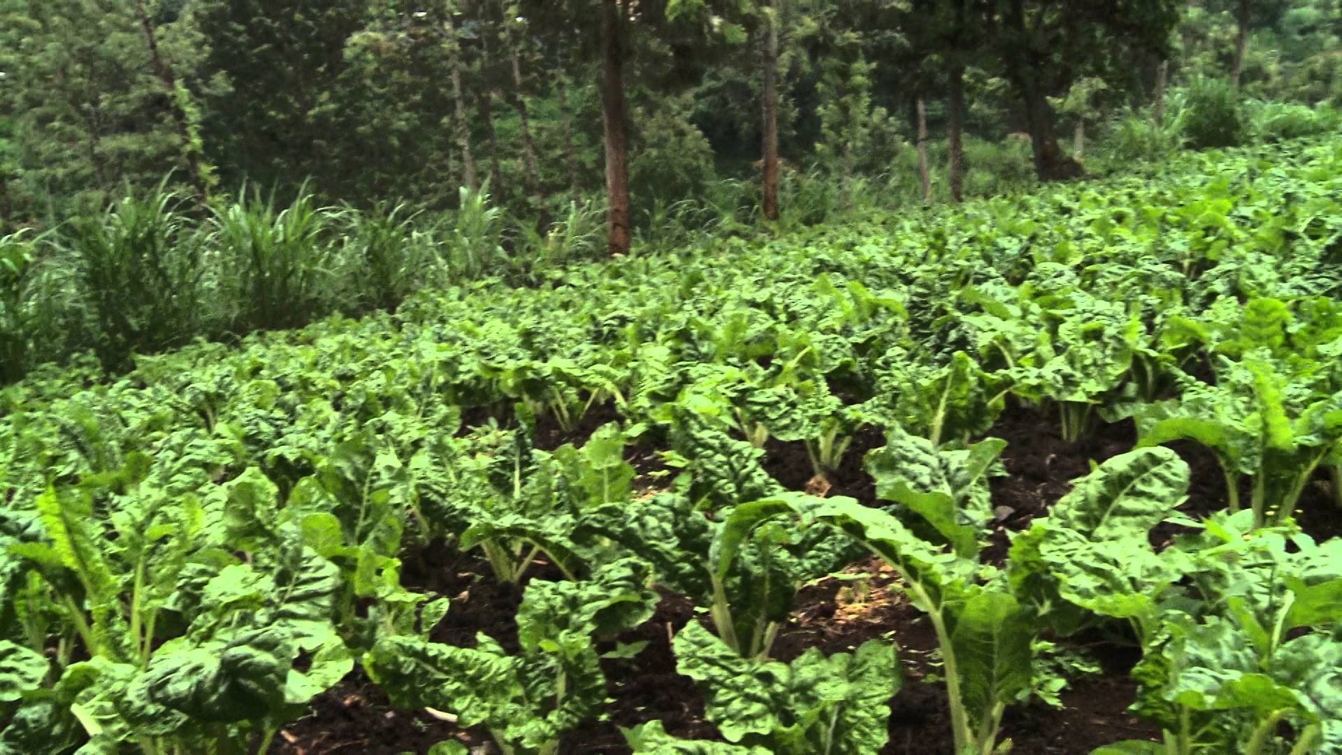 UN agency launches 5-year agribusiness and value chain development plan for Kenya