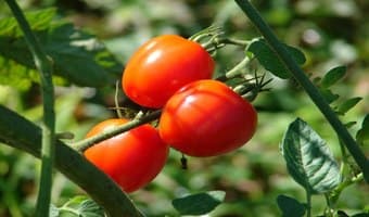 Smallholder farmers pay the price of poor farming policy