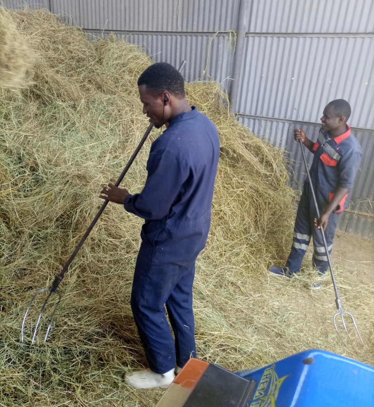 Farmer saves Boma Rhodes from armyworm by upping scouting and neem spray