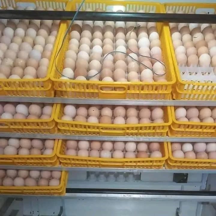 Soaring feed prices lead farmer to 5X more profitable egg-hatching business