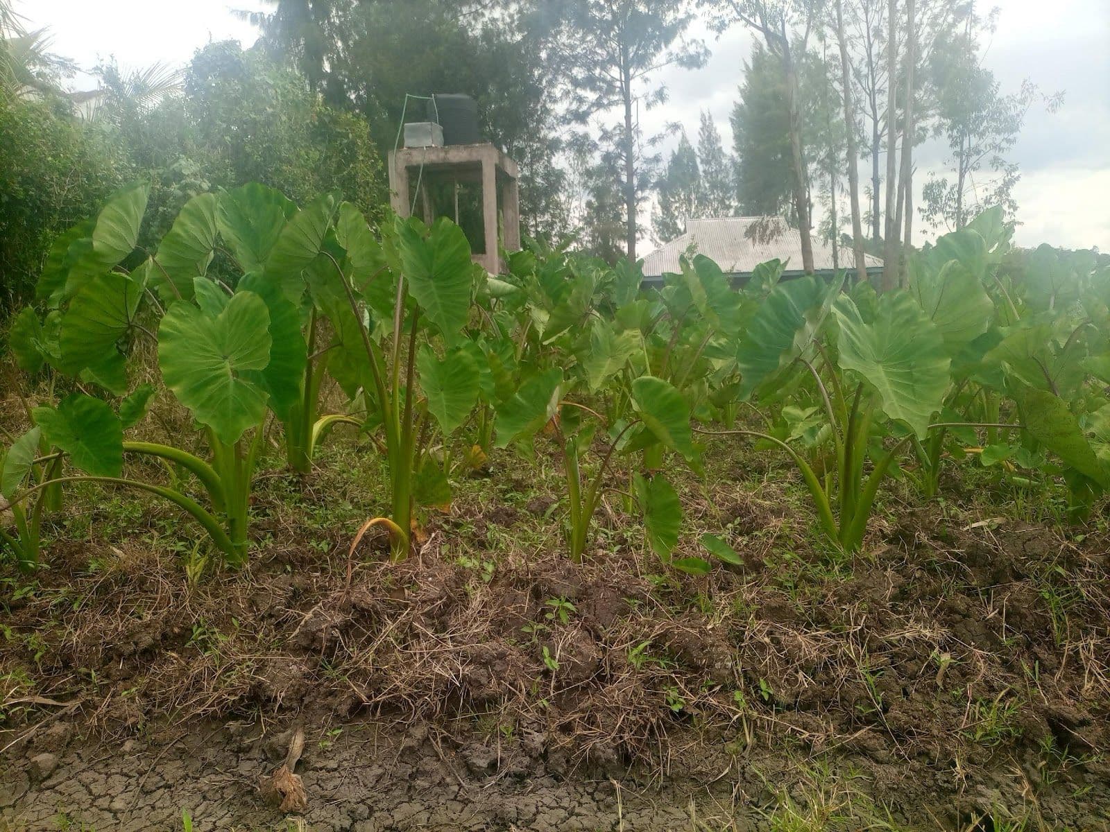 Migori farmer adds yam gains by using leaves too, as nutritious vegetable