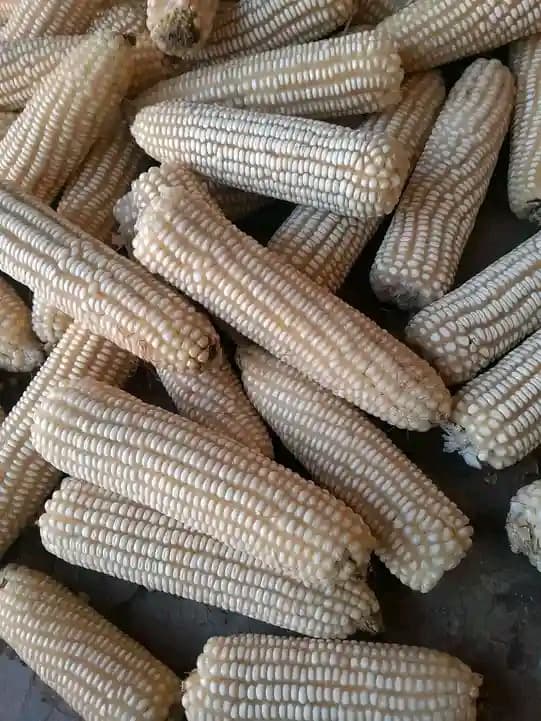 Subsidized fertilizer programme boosts yield despite access gaps