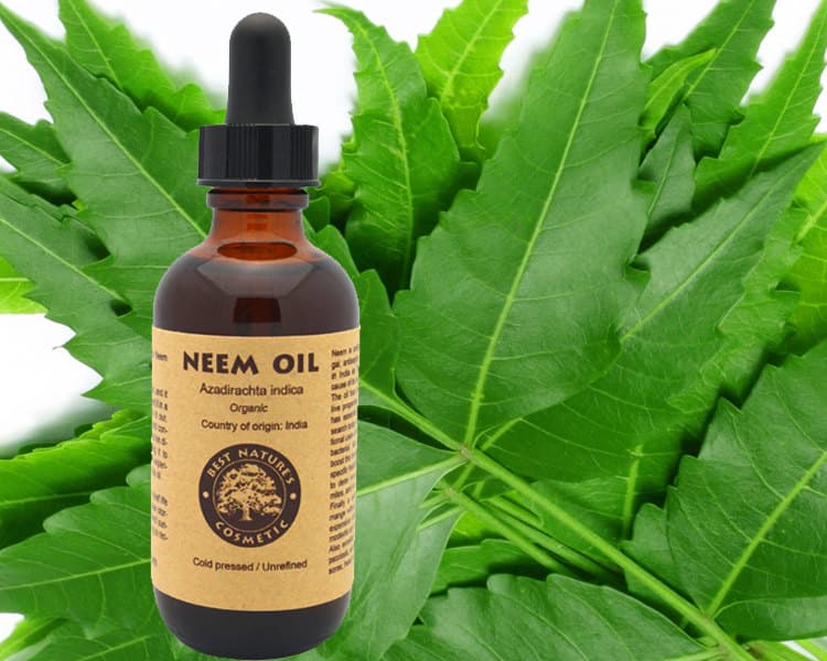 Coastal region neem tree growers find market from Malindi soap maker