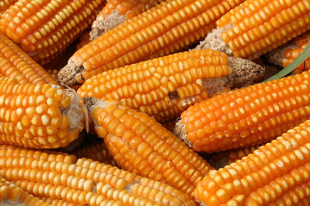 Government mulls contracted yellow maize farming to reduce feed cost