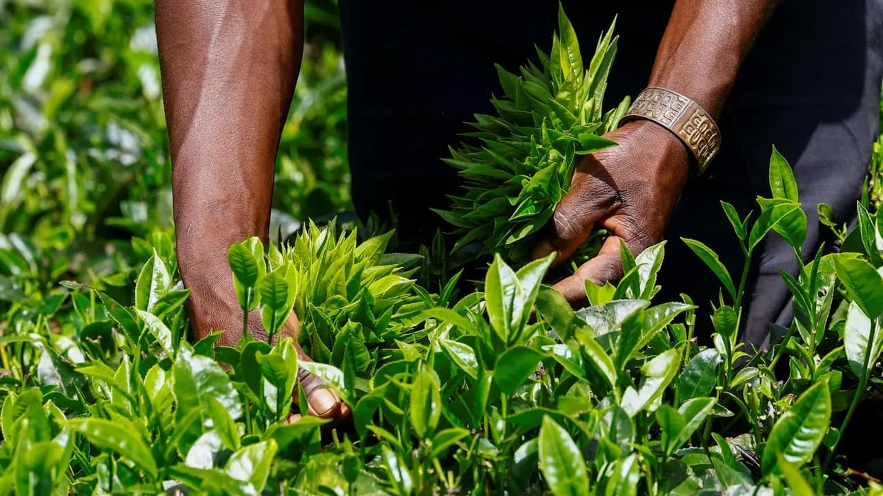 Government Targets Sh1.42 Billion Annually from Reintroduced Tea Export Levy