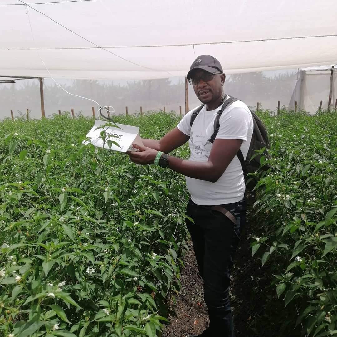 Exporter forced out of chillies by FCM pest retries with netting