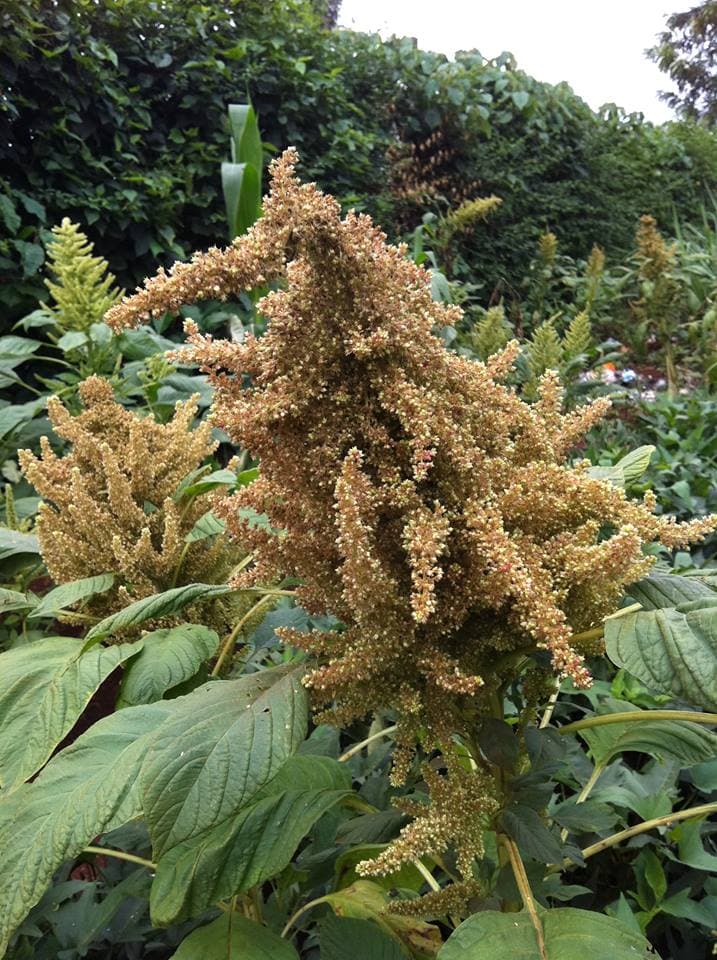 Vocational centre training farmers on amaranth seeds value addition for more cash