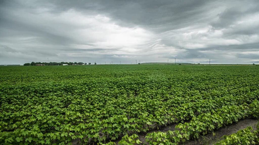 Farmers get chance to fast-track short-season harvest to November due to ongoing rains