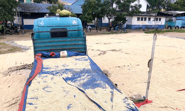 Changamwe youth gain employment from maize drying business