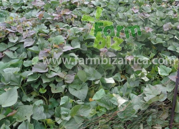 Promising Sweet Potato varieties in North Rift Valley