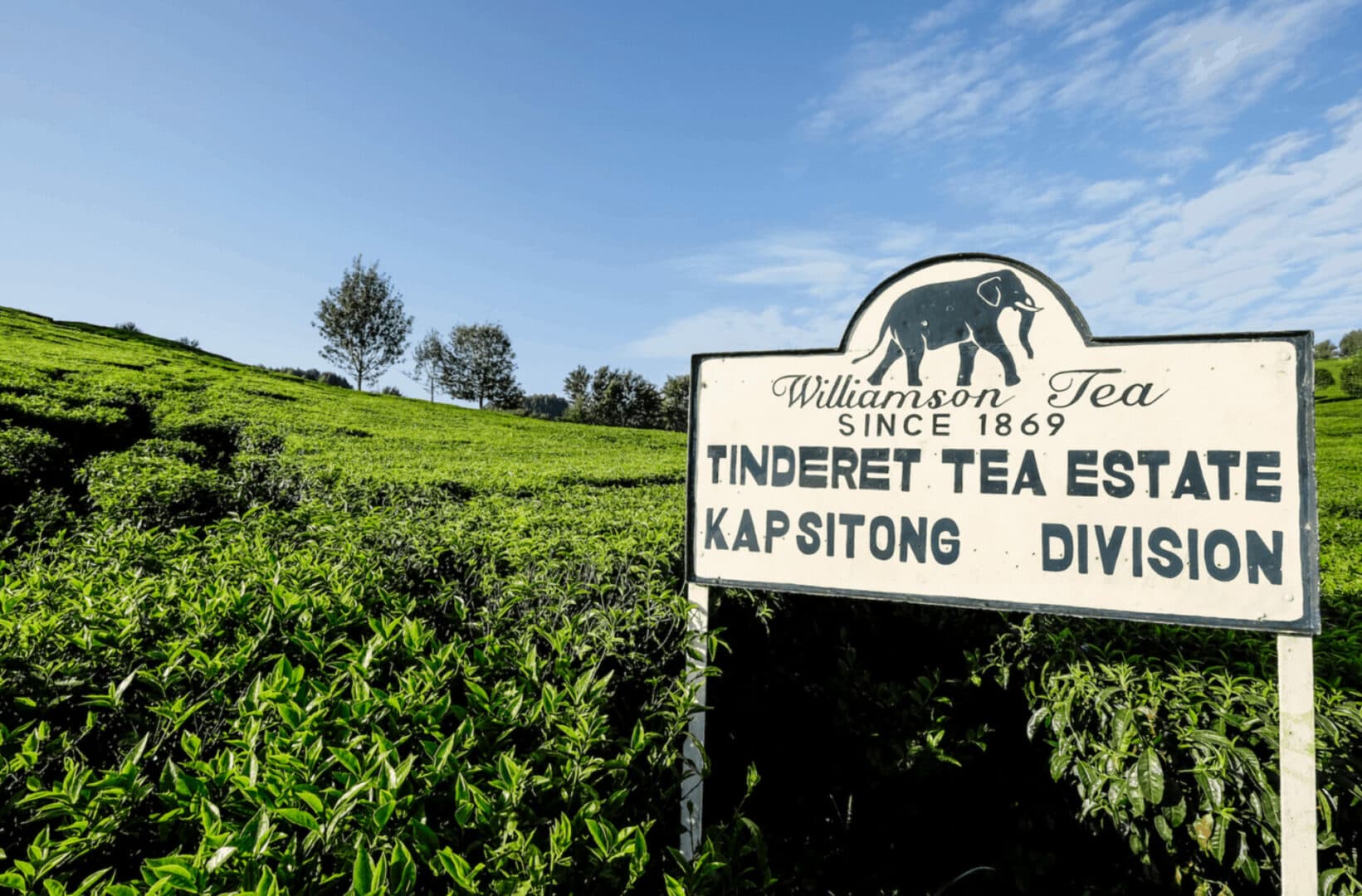 Kapchorua, Williamson ask KTDA to destroy 200 million kgs of unsold tea stock