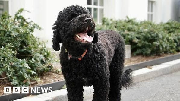Obamas’ ‘fiery and gorgeous’ dog Sunny dies