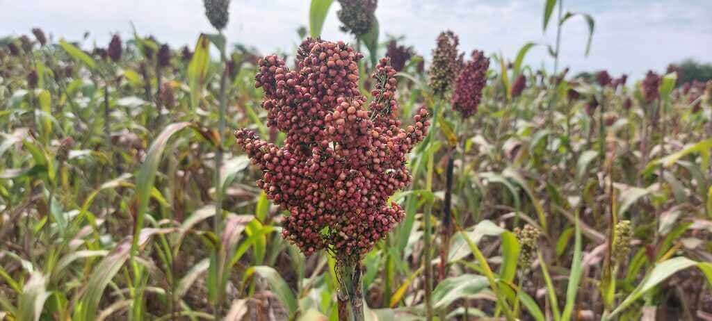 Seed Review: Dutch seeds make Central and Kisii farmers top earners in sorghum