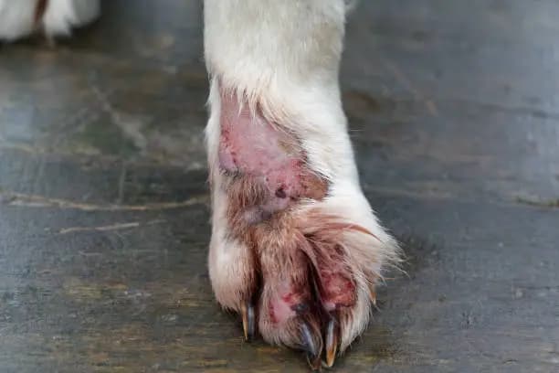 How to Treat Dog Mange Home Remedy