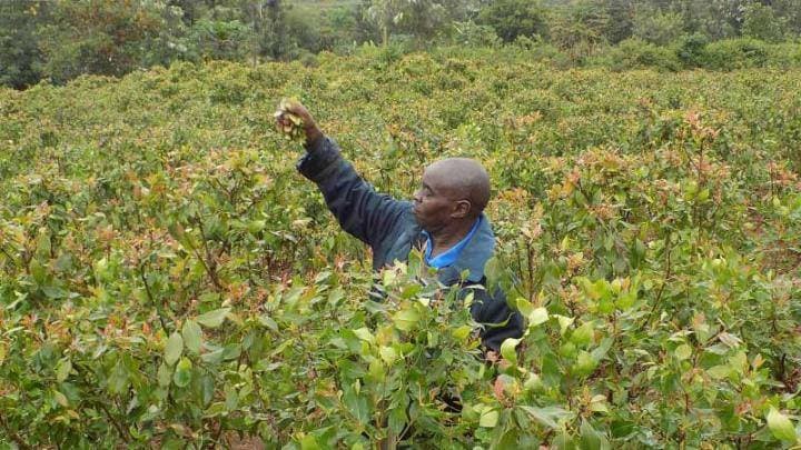 Halt in miraa exports grounds Sh16M daily trade
