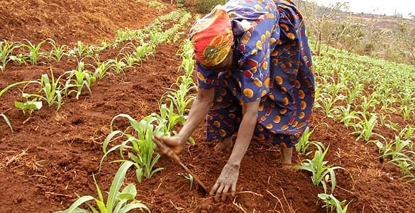 Experts: Learn lessons from success to beat malnutrition in Africa
