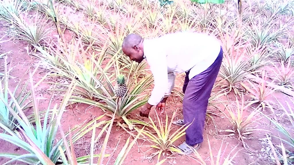 Migori farmer maximises pineapple yield through row planting