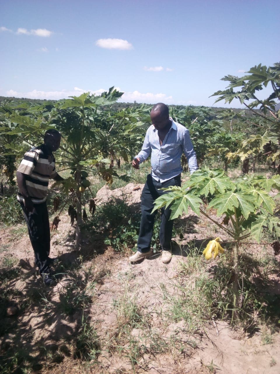 Former IEBC clerk who invested Sh20,000 in pawpaw farming has no regrets