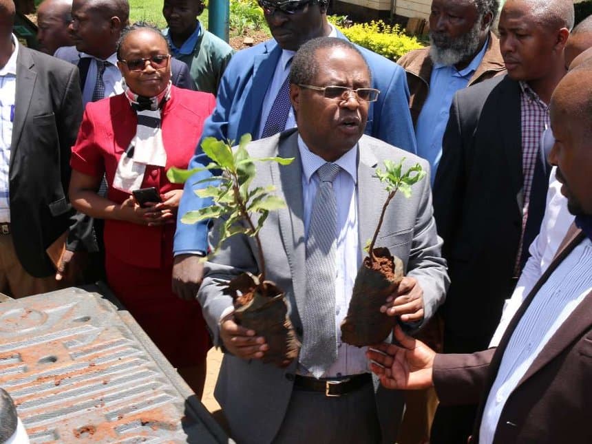Government launches macadamia farming in Embu