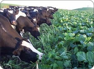 Retrenched civil servant finds a soft landing in mixed farming