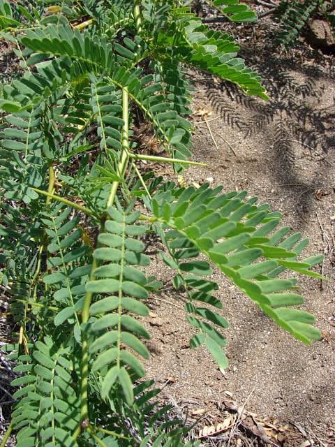 Pastoralists unearth value in devastating weed