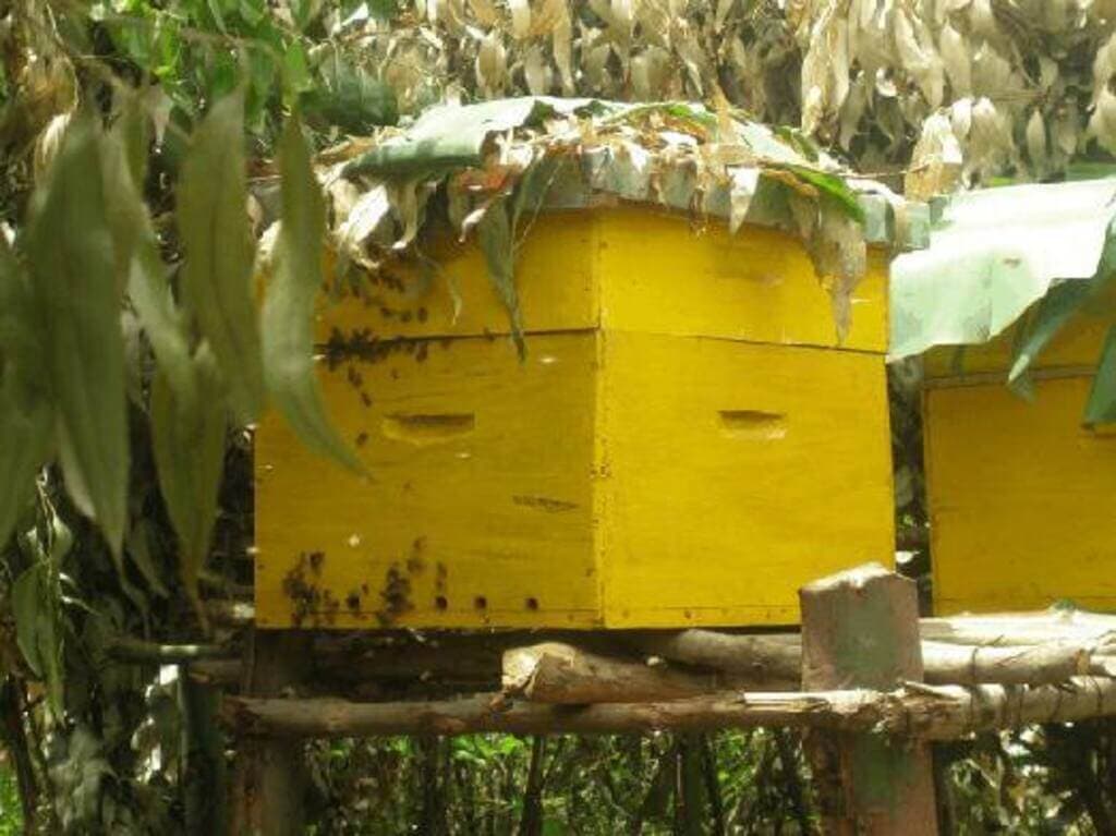 Bee keeping in farms increases crop yields by 70 per cent, research finds