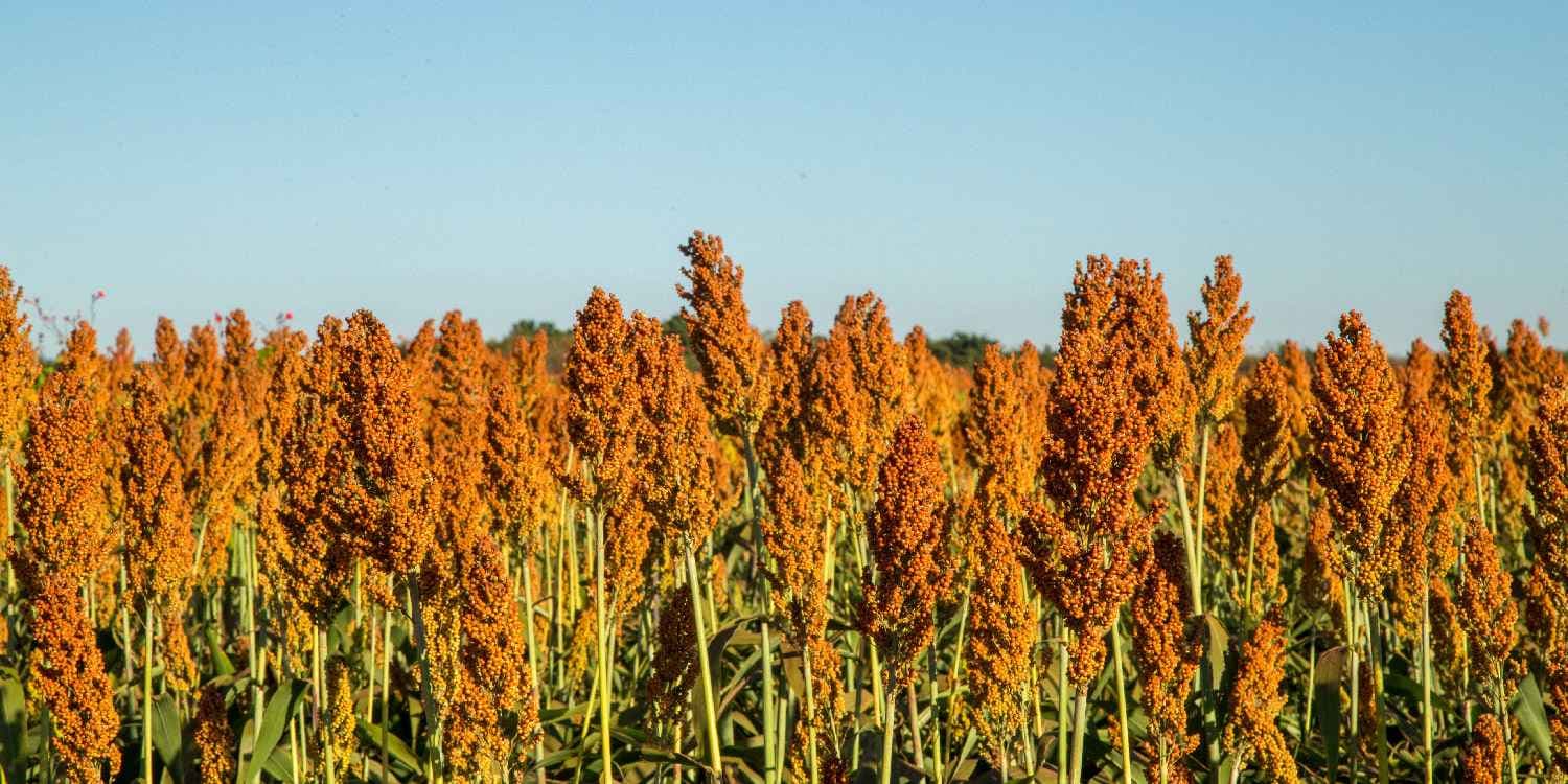Research ranks Kenya last in sorghum production in Eastern Africa