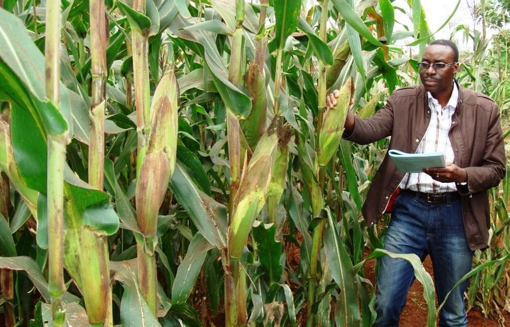New drought tolerant and pests resistant maize variety gets Sh2.5bn funding