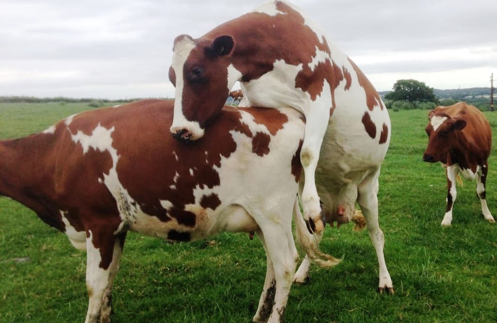Smart tool tells farmers cows are ripe for artificial insemination