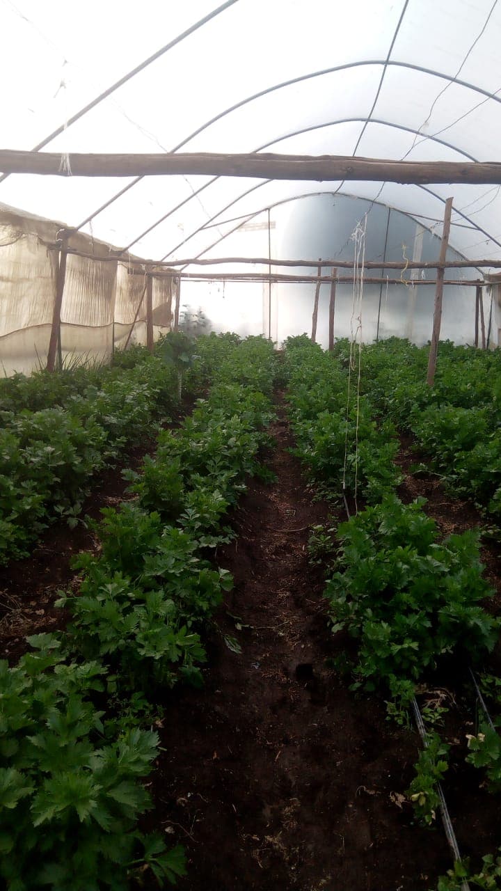 Farmer invests in water to increase his gross income from Sh30,000 to Sh360,000 a season