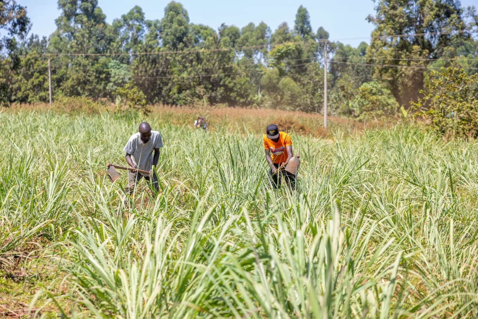 Farmers upbeat as Nzoia Sugar Factory roars back to life after major restructuring