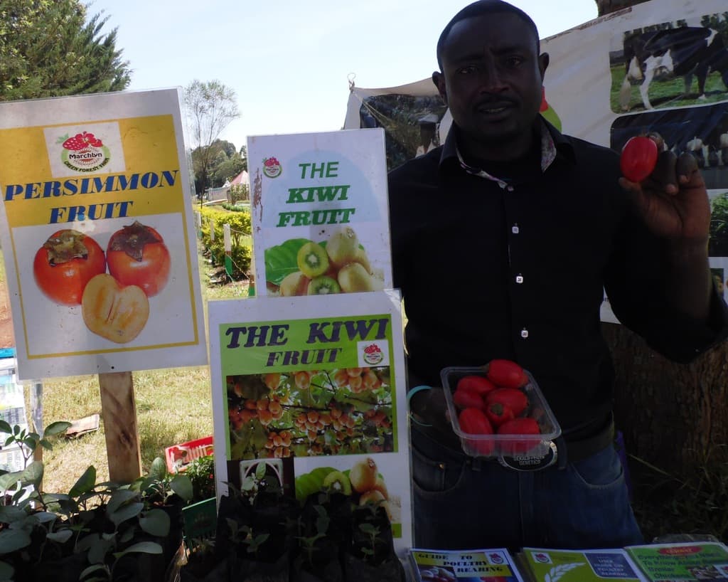 Nyeri farmer banks on multiple health benefits of persimmon fruit to make profit