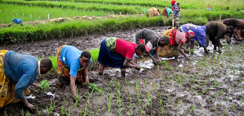 Kenya’s rice production increases 80% in ten years chasing runaway Mwea Pishori rice demand