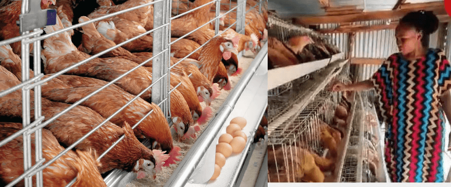 Mary Nyadimo: 30-year-old woman makes over Sh1.2m profit from poultry farming