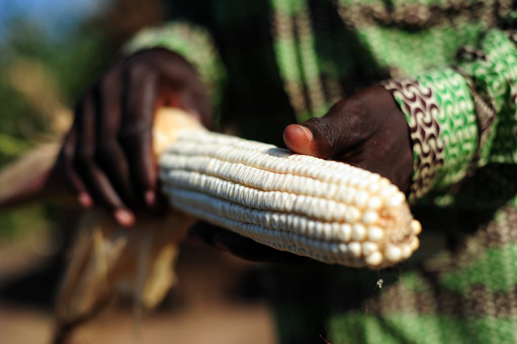 Researchers find genetically modified maize safe for environment