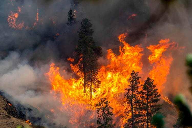 Google expands its Wildfire Tracker to Kenya & 14 other countries