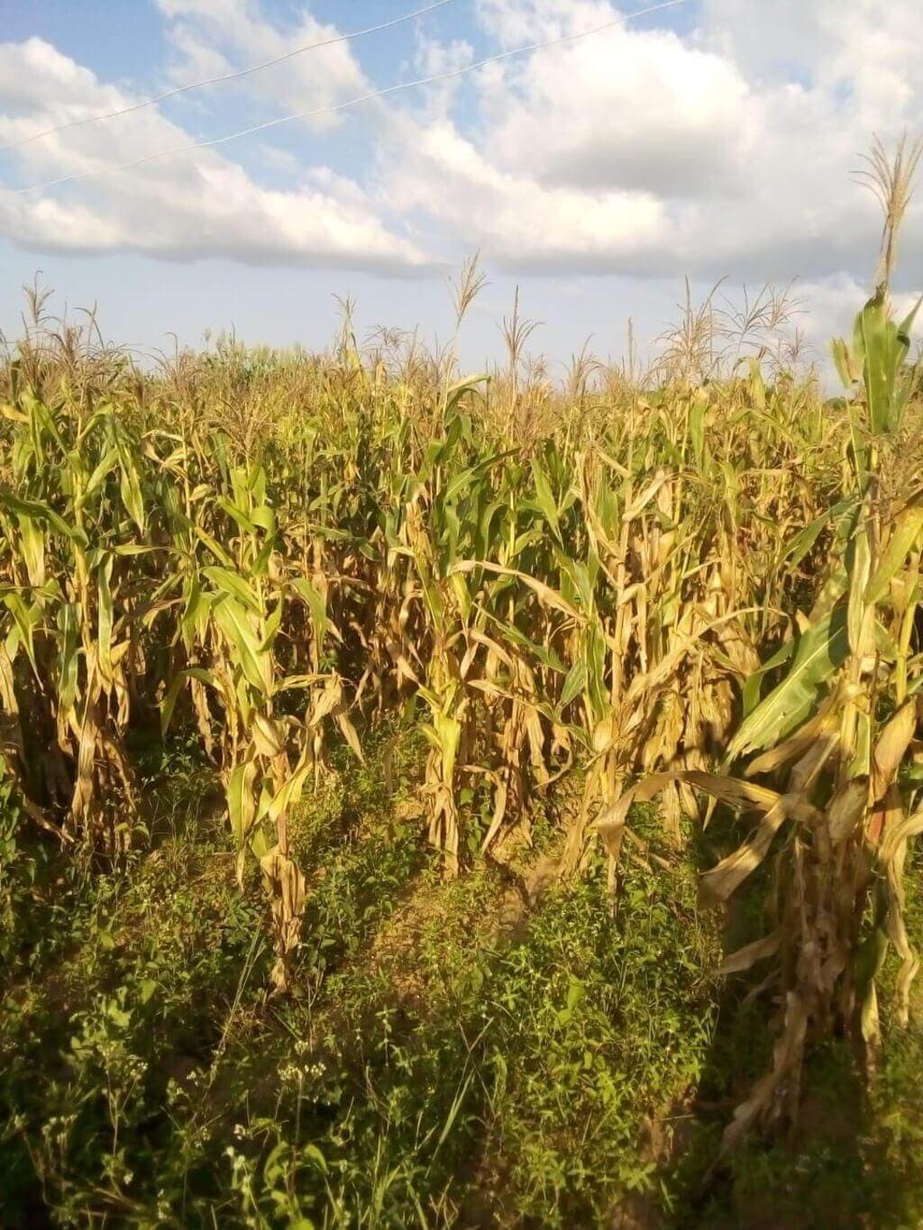 Nigerian farmers get access to open-pollinated maize seeds increasing yields 66%