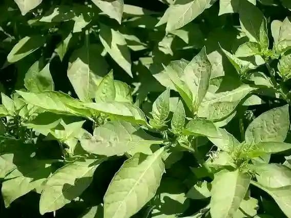Traditional vegetables turn lucrative as demand rises