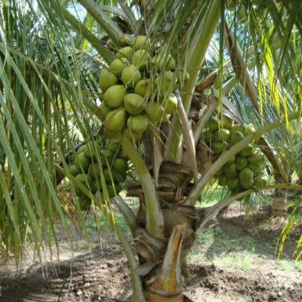 Coconut farmers halve growing time, triple yield with Indian hybrid