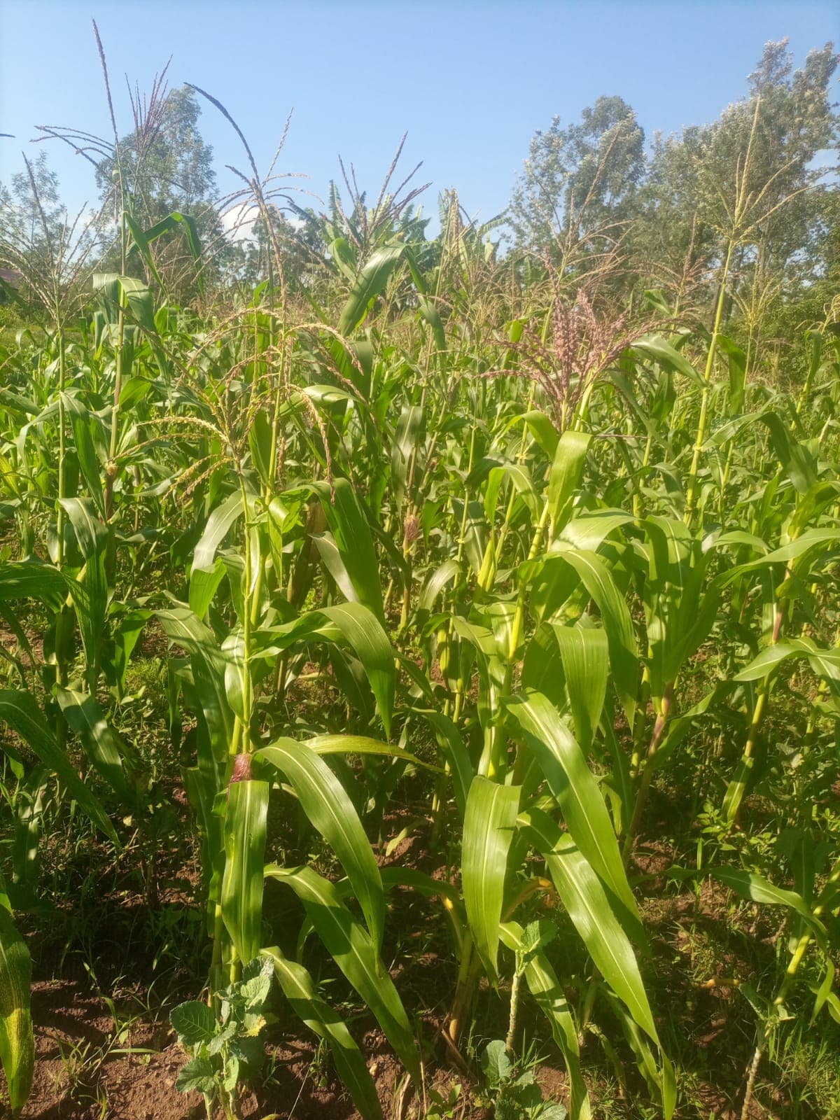 Farmer halves maize losses to mould and pests by dehusking before drying