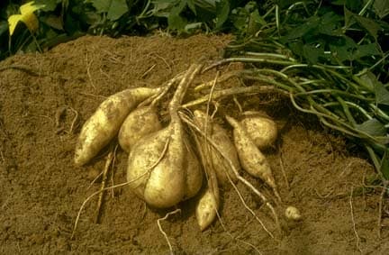 Ex-Mukurweini sweet potato variety is good for food and fodder
