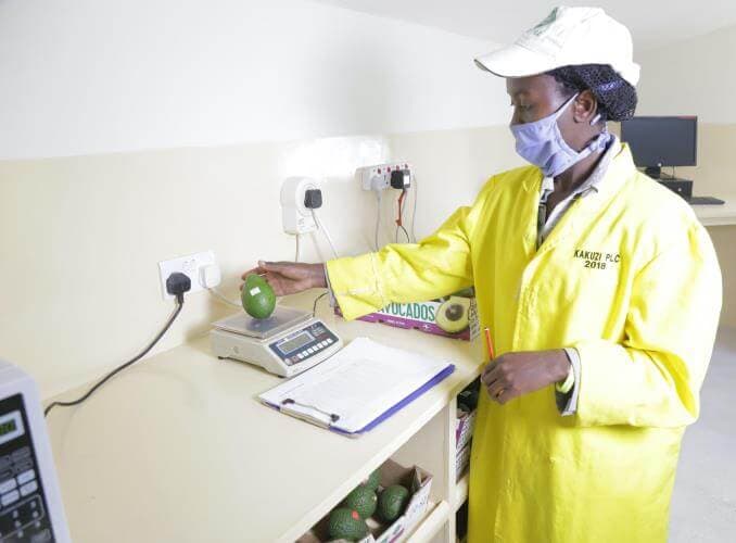 Kakuzi offers free maturity testing as avocado export season announced