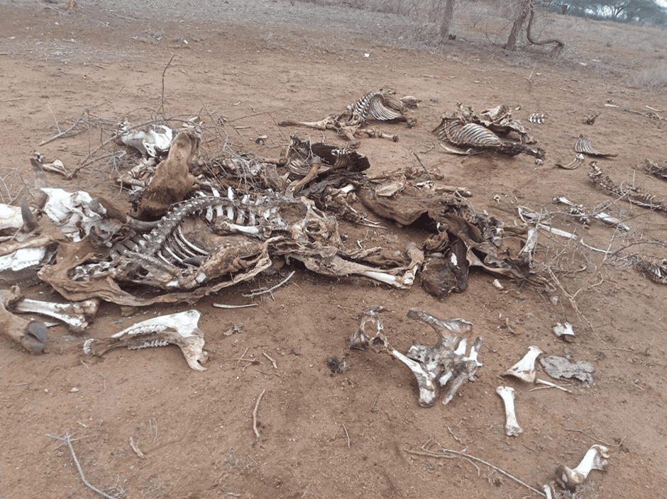 Plains of Pain; Drought takes a toll on Pastoralists’ Mental Health in Kajiado.