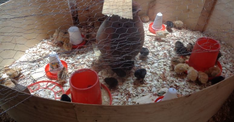 Kukuchic Limited selling high quality Rainbow Rooster Kienyeji chicks