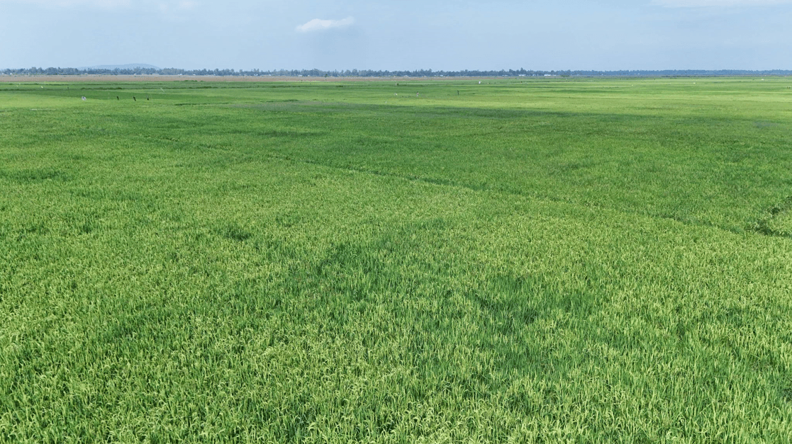 Govt Expands Bunyala Irrigation Scheme to Boost Rice Production