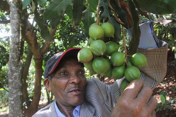 Macadamia production increases fourfold as demand rises