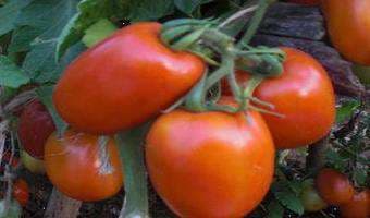 New tomato variety battles wilt disease