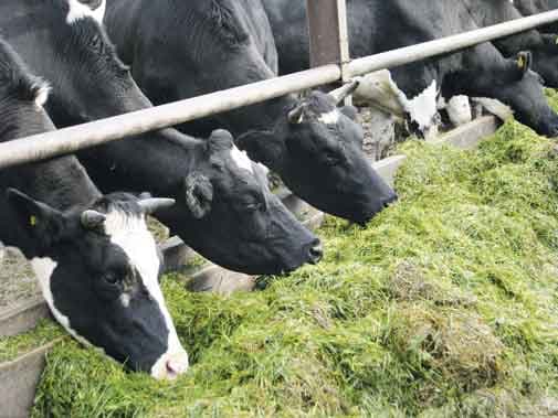 Zero grazing reduces tick diseases by upto 8 times study